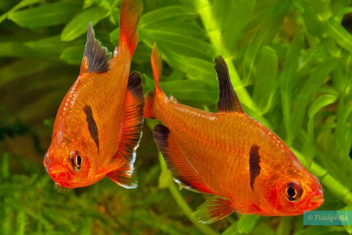 Hyphessobrycon eques