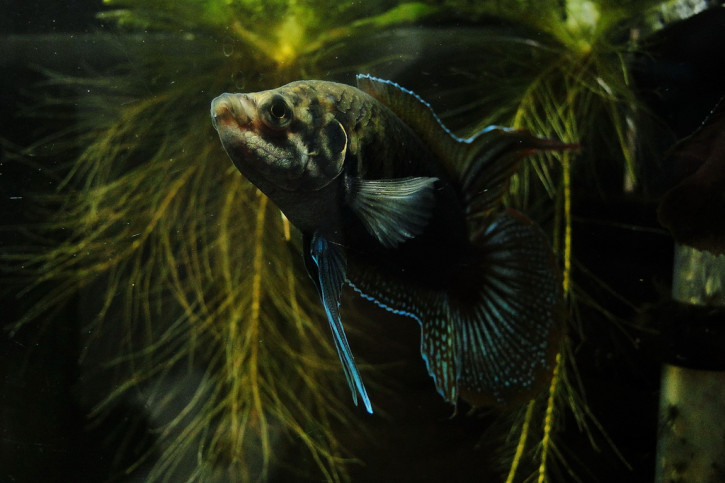 Macropodus ocellatus