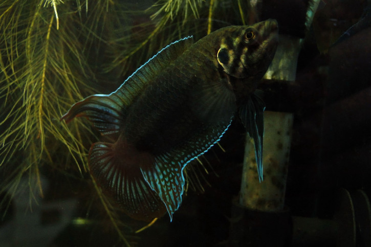 Macropodus ocellatus