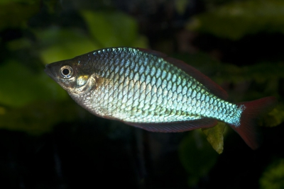 dwarf rainbowfish Melanotaeniidae
