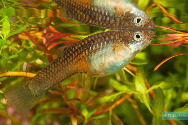 Micropoecilia picta - guppy des marais