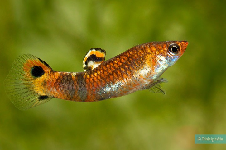 Micropoecilia picta - guppy des marais