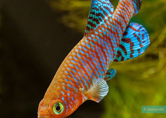 Nothobranchius rachovii - rainbow kilifish