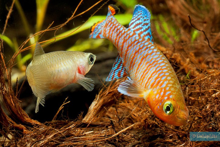 Nothobranchius rachovii - rainbow kilifish
