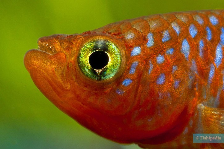 Nothobranchius rachovii - rainbow kilifish