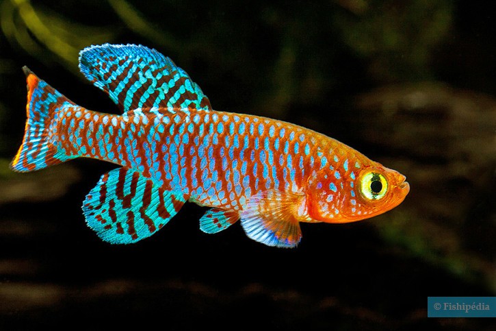 Nothobranchius rachovii - rainbow kilifish