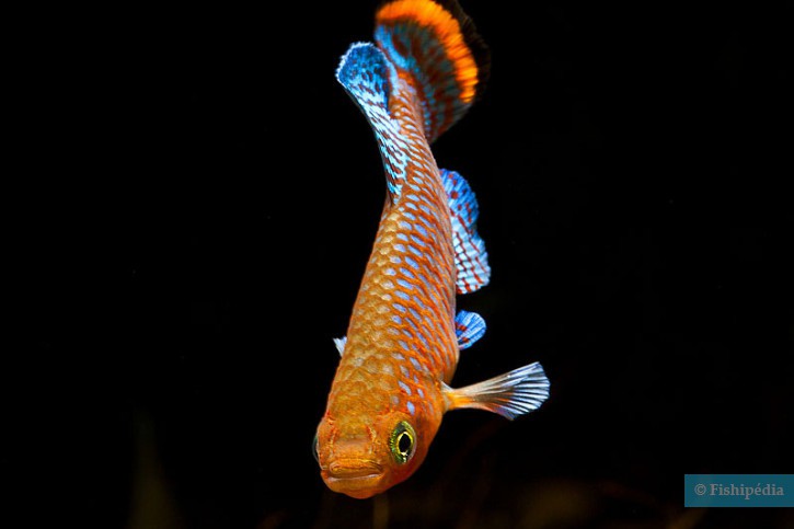 Nothobranchius rachovii - rainbow kilifish