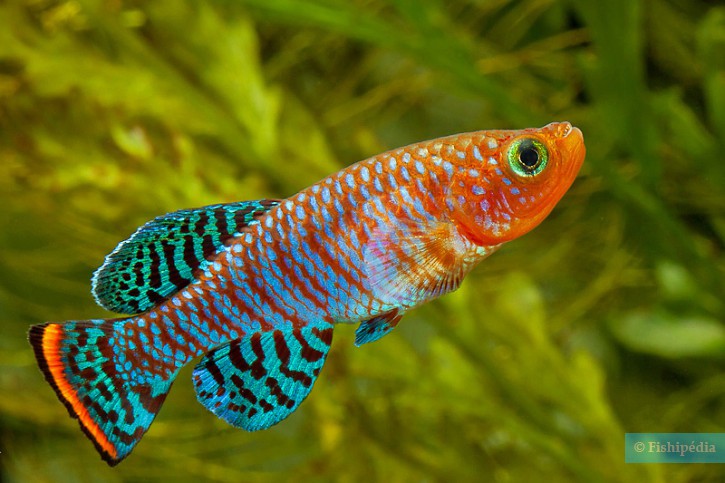 Nothobranchius rachovii - rainbow kilifish