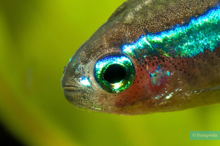 Paracheirodon simulans