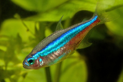 faux-néon Characidae