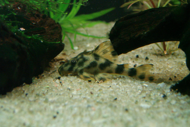 Peckoltia oligospila - brown dot peckoltia