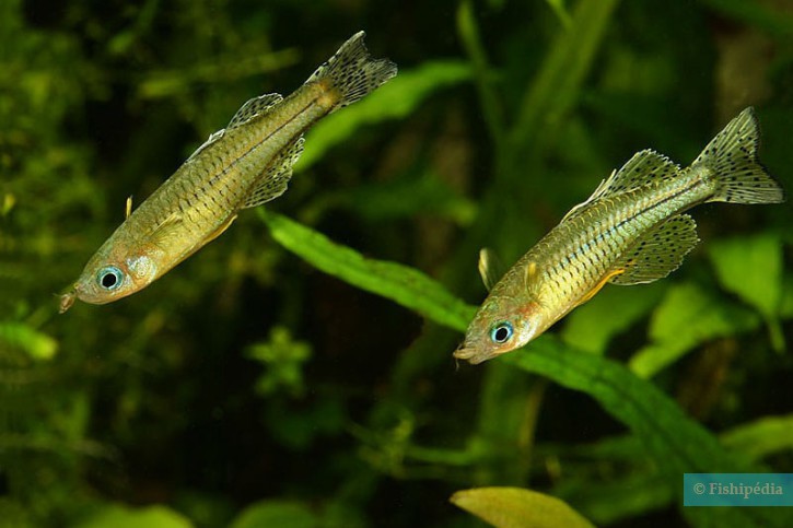 Pseudomugil gertrudae