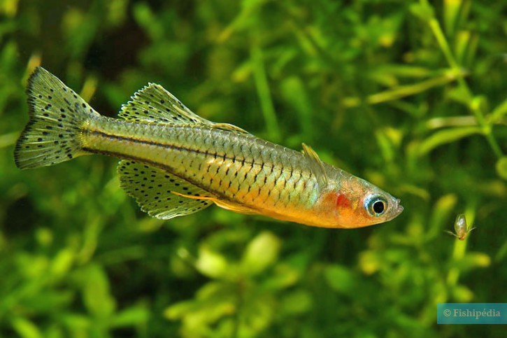 photographie - peter maguire