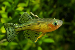 Pseudomugil gertrudae