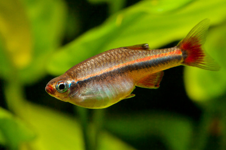Tanichthys micagemmae - vietnamese white cloud minnow