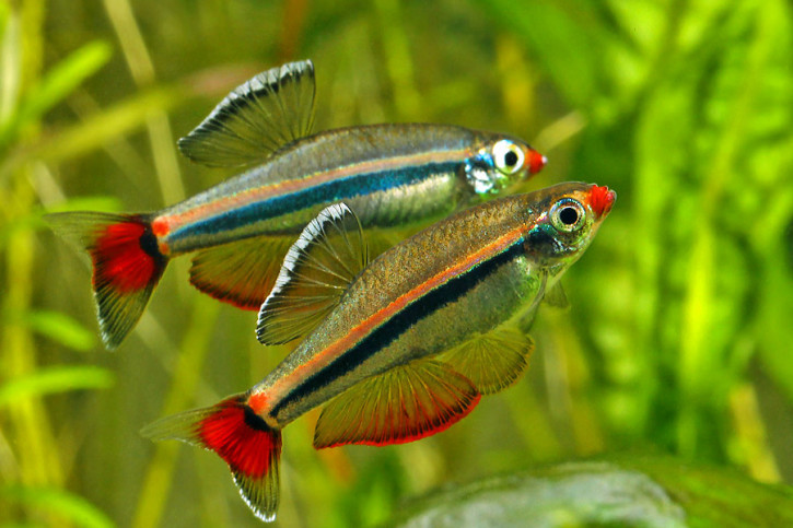 Tanichthys micagemmae - vietnamese white cloud minnow