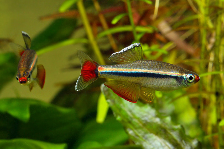 Tanichthys micagemmae - vietnamese white cloud minnow