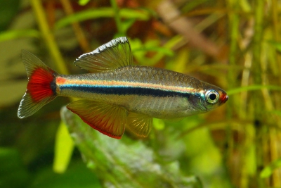 Tanichthys micagemmae Tanichthyidae