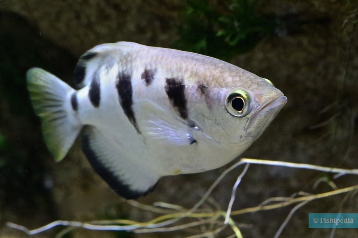 Toxotes jaculatrix - banded archerfish