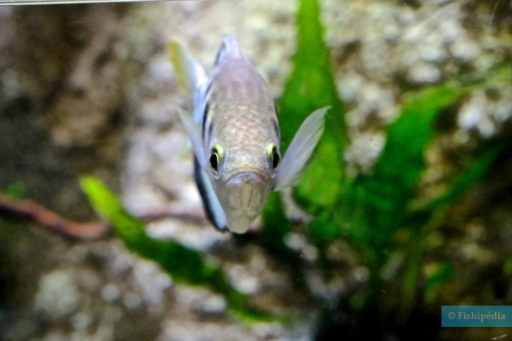 Toxotes jaculatrix - banded archerfish