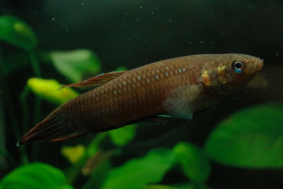 Betta foerschi Osphronemidae