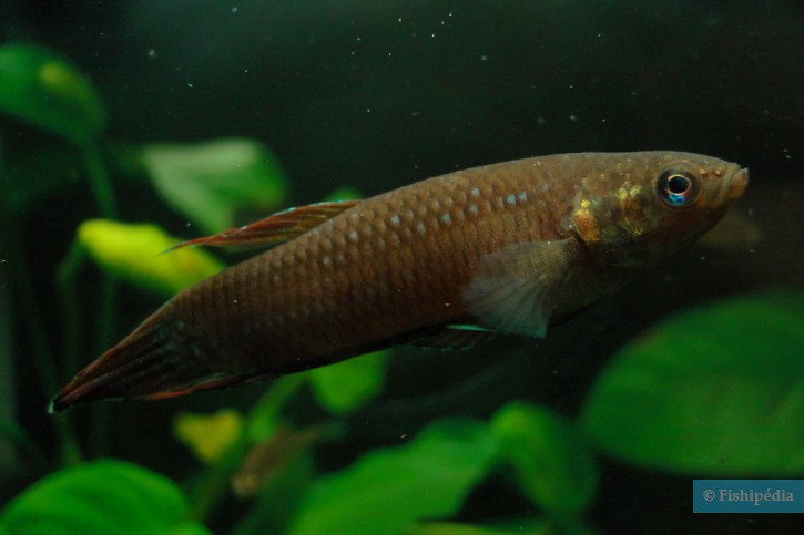 Betta foerschi