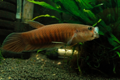 Betta patoti Osphronemidae