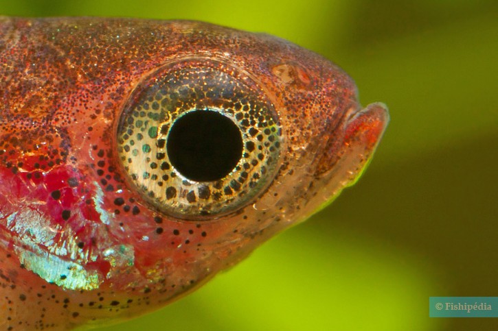 Boraras maculatus - dwarf rasbora