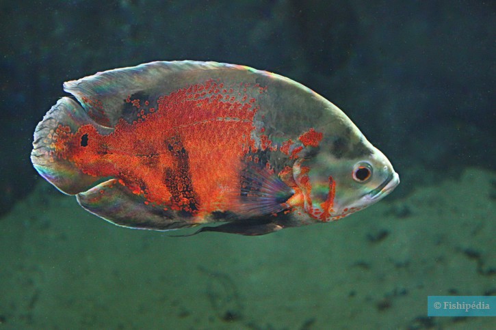Astronotus ocellatus - oscar