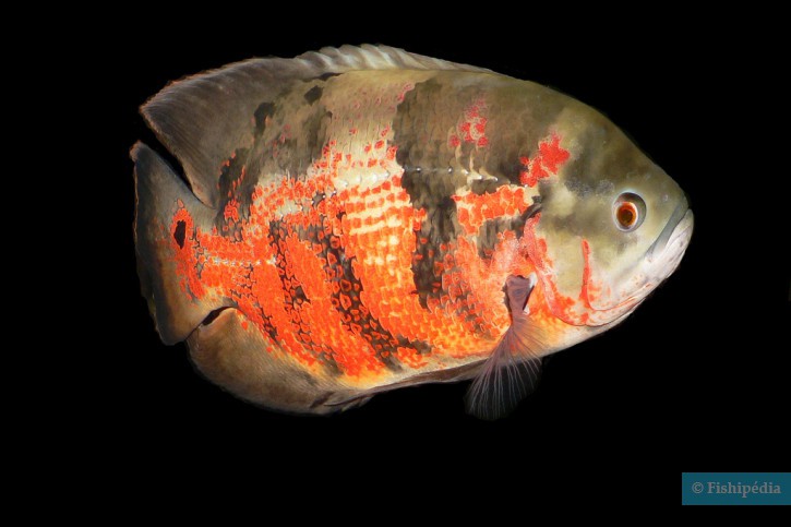 Astronotus ocellatus - oscar