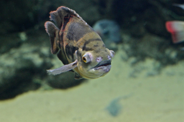 Astronotus ocellatus - oscar