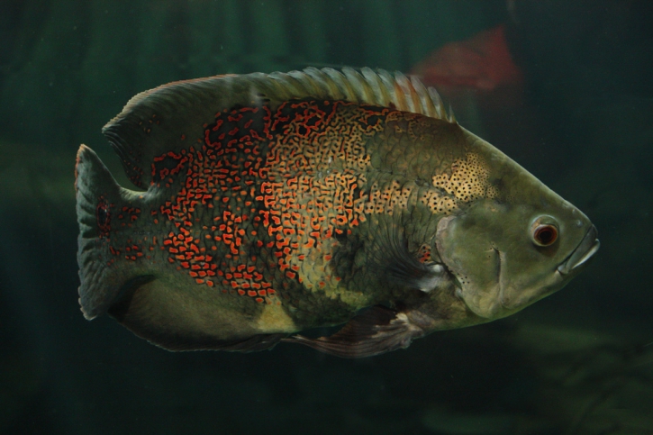 Astronotus ocellatus - oscar