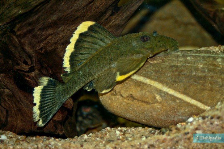 Baryancistrus chrysolomus