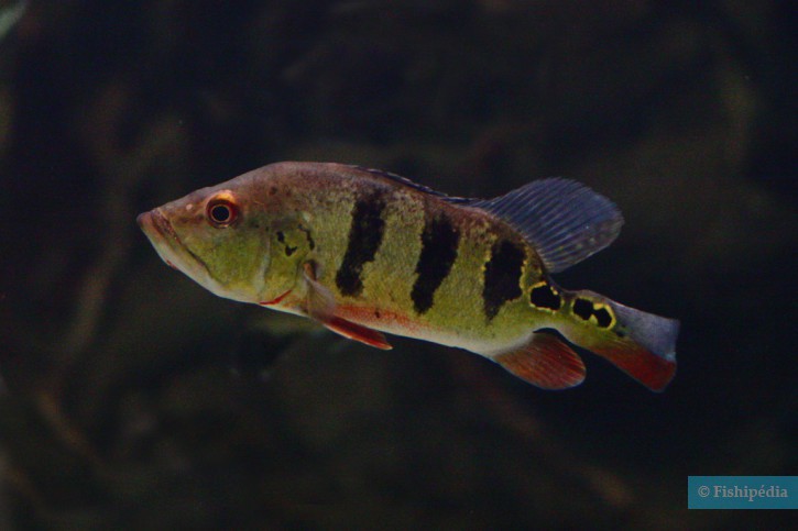 Cichla ocellaris - Mariposa