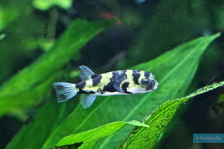 photographie - Ron Aquarium photos