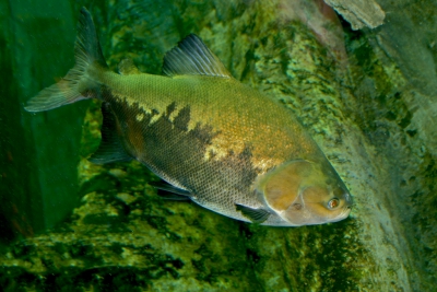 pacu noir Serrasalmidae