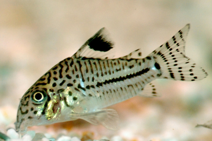 photographie - Mich De Mey