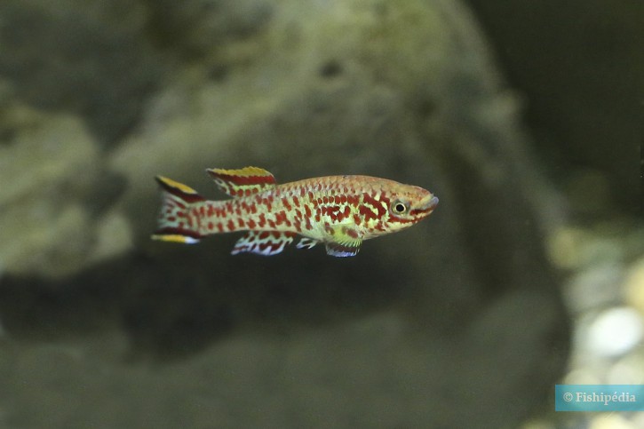 Fundulopanchax gardneri - blue lyretail