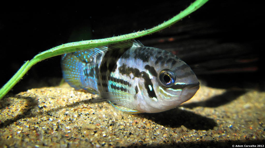 Tester l'eau de votre aquarium et maintenir un équilibre optimal [Le G