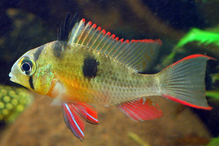 Mikrogeophagus altispinosus