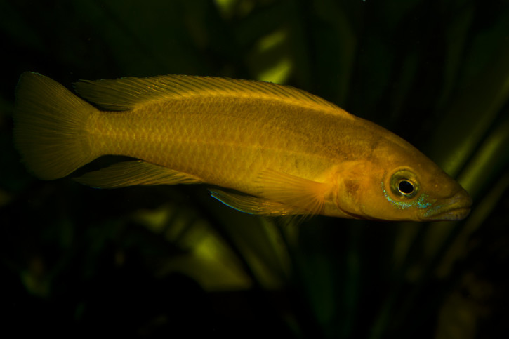 Neolamprologus longior