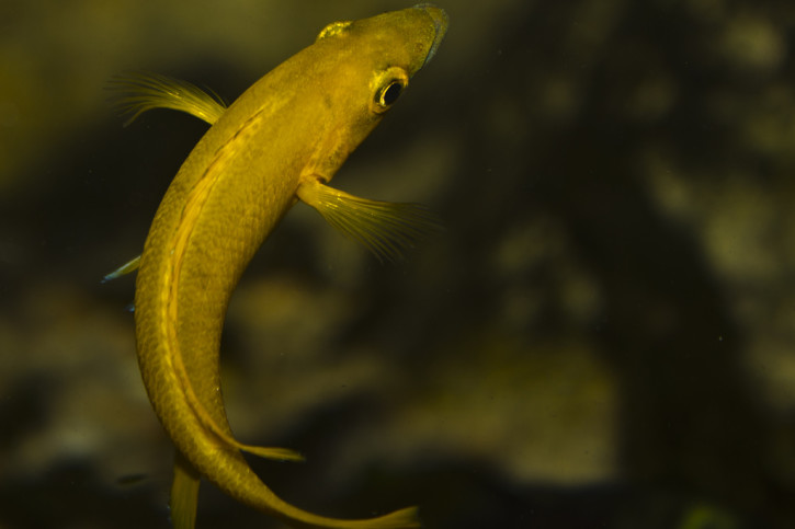 Neolamprologus longior