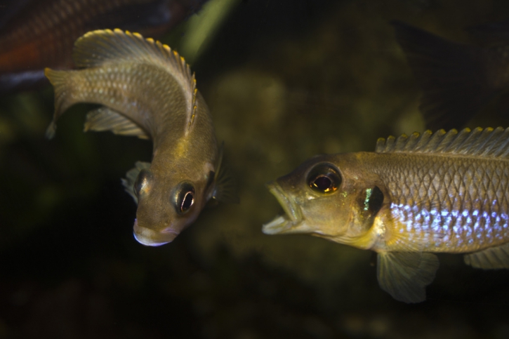 Lamprologus ocellatus