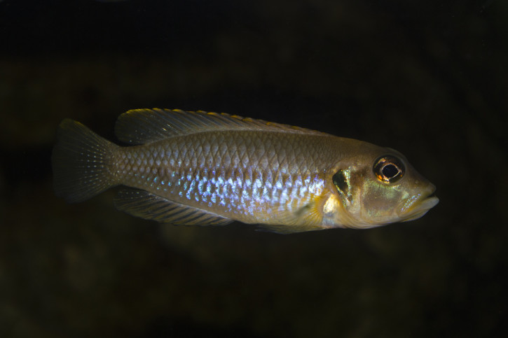 Lamprologus ocellatus