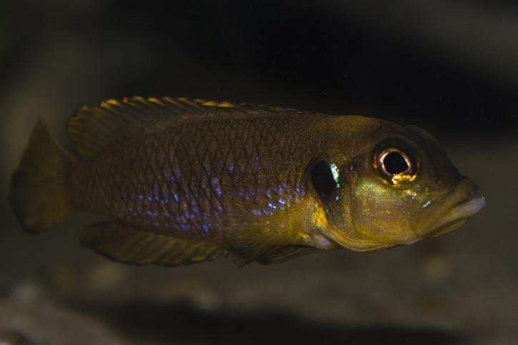 Lamprologus ocellatus