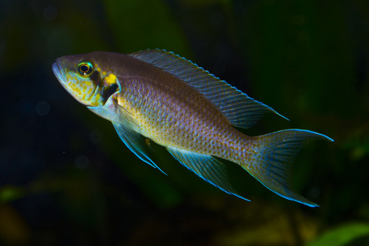 Neolamprologus brichardi - Brichardi cichlid