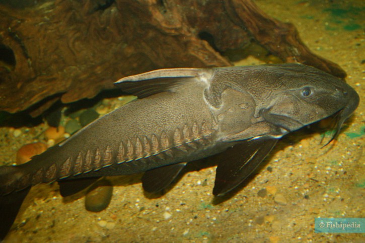 Thorny catfish • Oxydoras niger • Fish sheet