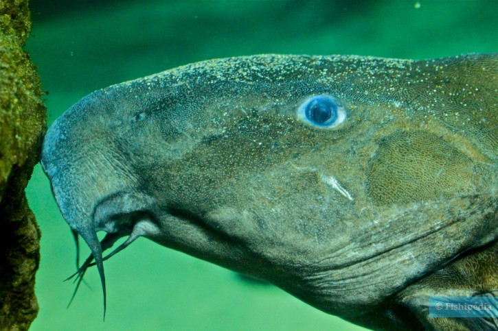Oxydoras niger - poisson-chat épineux