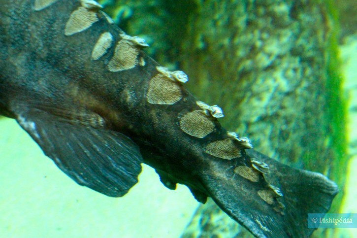 Oxydoras niger - poisson-chat épineux