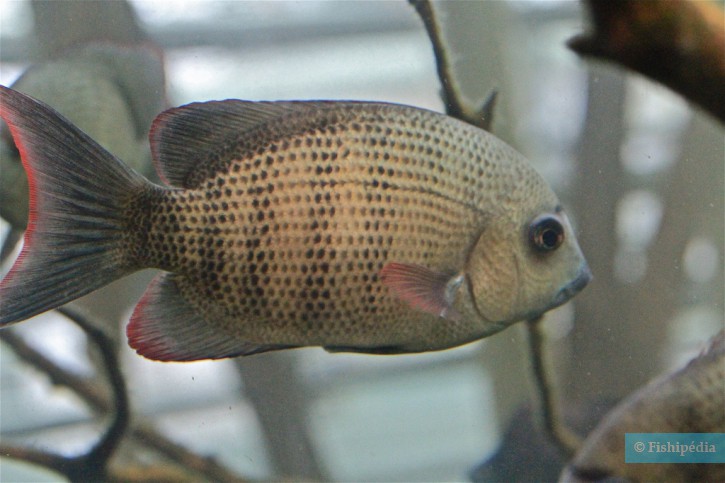 Paretroplus menarambo